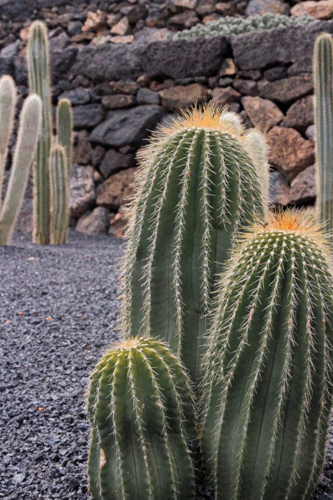 Lanzarote cactus